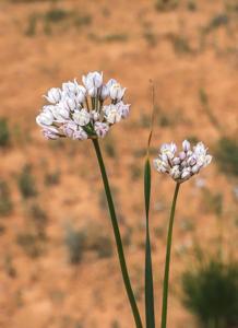 Allium oreoprasum