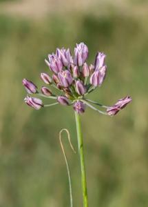 Allium weschniakowii