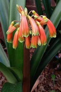 utils/thumbs/Amaryllidaceae/Clivia_mfvKfk4hBAKMFssXWVr5ms.jpg