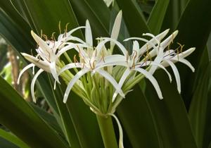 utils/thumbs/Amaryllidaceae/Crinum_dx6hHELHU69FsPXJzGpVRo.jpg