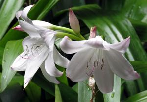 Crinum moorei