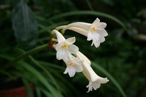 utils/thumbs/Amaryllidaceae/Cyrtanthus_4PgHMHxBPCPD4B9bd79SHi.jpg