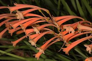 Cyrtanthus mackenii var. mackenii