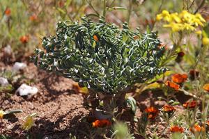 Gethyllis britteniana