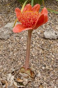 Haemanthus coccineus