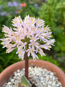 Haemanthus humilis