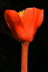 Haemanthus coccineus