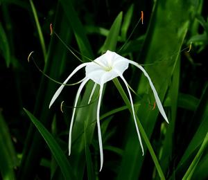 utils/thumbs/Amaryllidaceae/Hymenocallis_j5UjYMfcSjP9f2M9TTU9GN.jpg