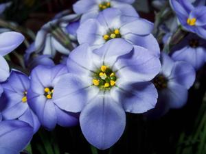 Ipheion uniflorum