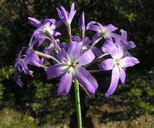 utils/thumbs/Amaryllidaceae/Leucocoryne_2JqrJnmrr9NWdqQWM4ctqz.jpg