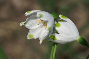 Leucojum aestivum