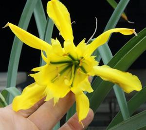 Paramongaia weberbaueri