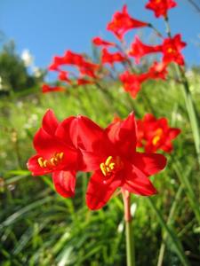 utils/thumbs/Amaryllidaceae/Phycella_WL9oHm6NaSqtALG2ortxDo.jpg