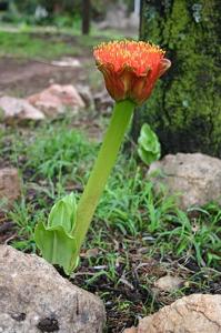 Scadoxus puniceus