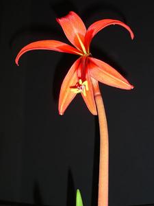Sprekelia formosissima