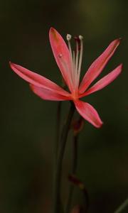 utils/thumbs/Amaryllidaceae/Strumaria_YAUyHqS39MEmNiyWYe97bF.jpg