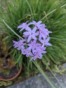 utils/thumbs/Amaryllidaceae/Tulbaghia_SBT3m4Qi56hWCXk4JBGvZz.jpg