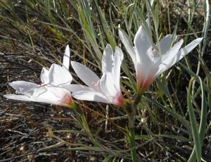 Zephyranthes jamesonii