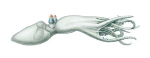 utils/thumbs/Amphitretidae/Amphitretus_kTVyK3HNgHN6KrPmHBV3o6.jpg