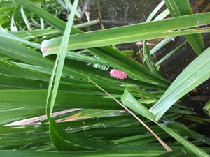 Pomacea canaliculata