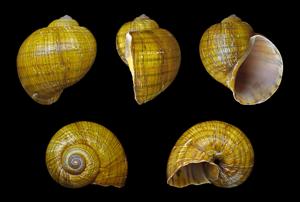 utils/thumbs/Ampullariidae/Pomacea_Yne4mftToweSvWoWeZFxT7.jpg