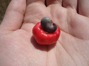Anacardium humile