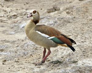 utils/thumbs/Anatidae/Alopochen_8BtMdrVtQ9ozKS6yPeCFxd.jpg
