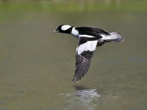 Bucephala albeola