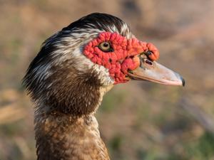 Cairina moschata