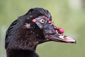 Cairina moschata