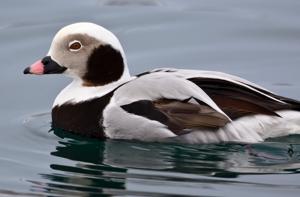 Clangula hyemalis