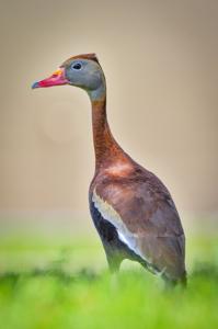 utils/thumbs/Anatidae/Dendrocygna_Acc2F7UhaQg3FKtCyig6iF.jpg