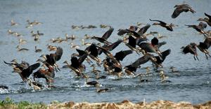 Dendrocygna javanica