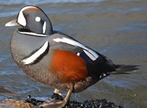 utils/thumbs/Anatidae/Histrionicus_MCa9zKmsYhBeoEeQmHq9VL.jpg