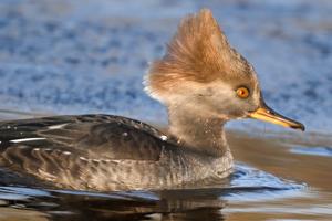 Lophodytes cucullatus