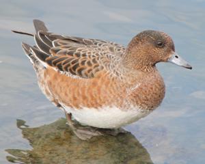 utils/thumbs/Anatidae/Mareca_daQb7dU7ffSRgVudzpQtX6.jpg
