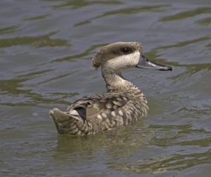 utils/thumbs/Anatidae/Marmaronetta_KDZVN5AVVNrtJfnRUrmWAv.jpg
