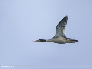 Mergus merganser