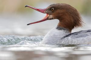 Mergus merganser
