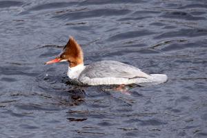 Mergus merganser