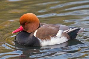 utils/thumbs/Anatidae/Netta_VMFmpE9mA5yP9WYWtereQb.jpg