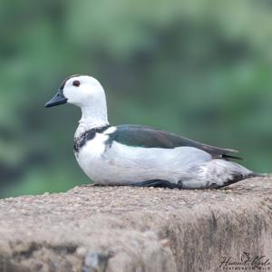 utils/thumbs/Anatidae/Nettapus_AjJzcvmFA4JbphJKdNFf8F.jpg