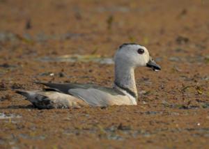 Nettapus coromandelianus