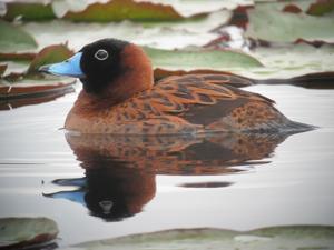utils/thumbs/Anatidae/Nomonyx_QFonqcjTPepT7aVCtf3iUM.jpg