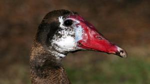 Plectropterus gambensis