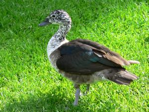 Sarkidiornis sylvicola