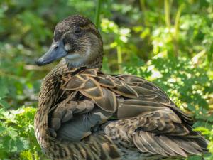 utils/thumbs/Anatidae/Sibirionetta_EqtVGqoW4jsriQexbEULjY.jpg