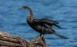 Anhinga rufa