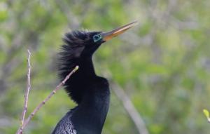 Anhinga anhinga