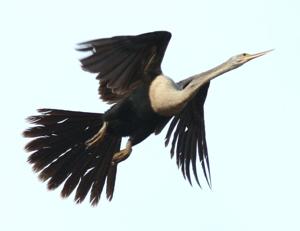 Anhinga anhinga